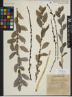 Foto von Salix myrsinifolia Salisb.